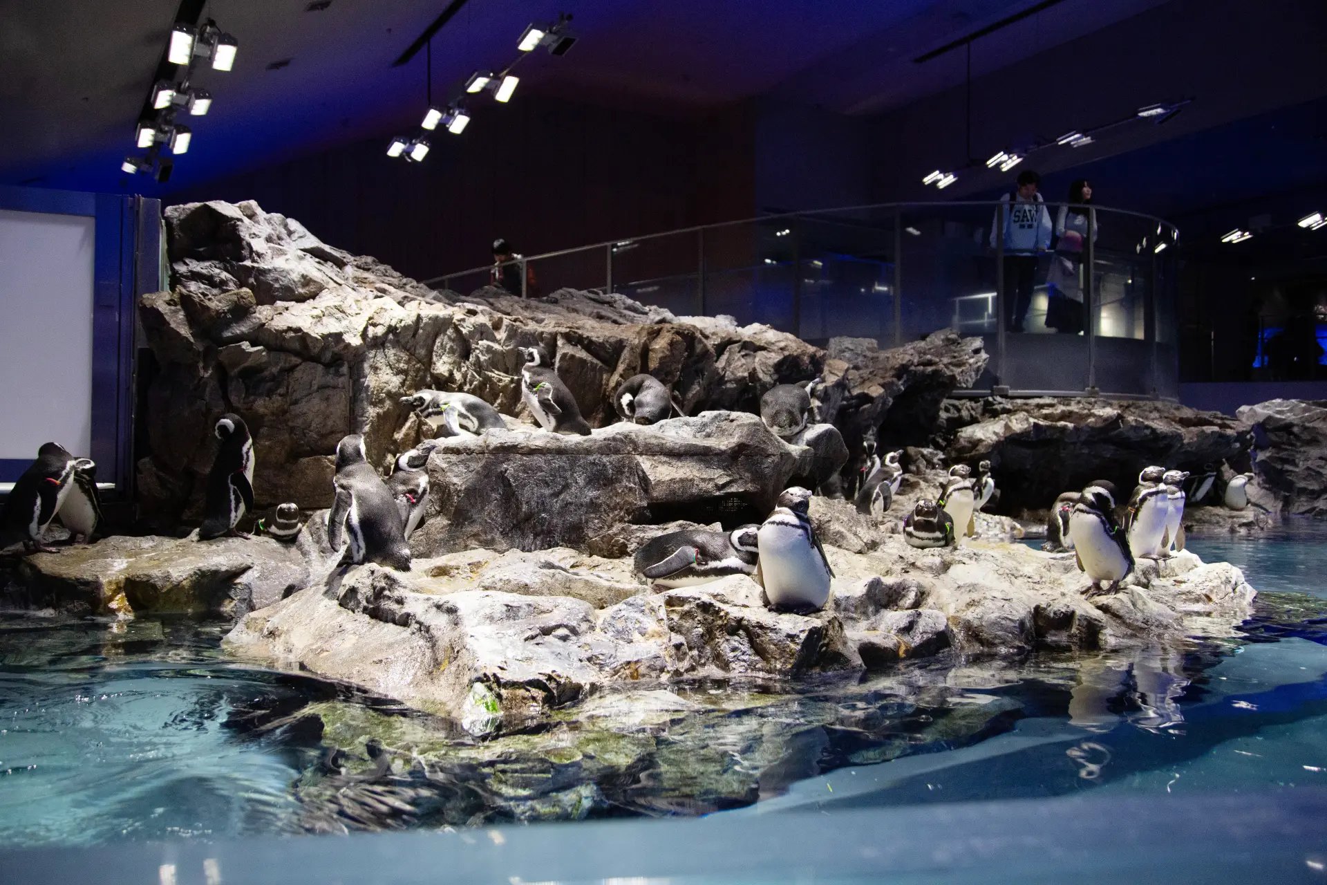 🐠 스미다 수족관 이미지 7